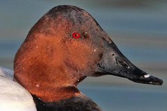 Canvasback